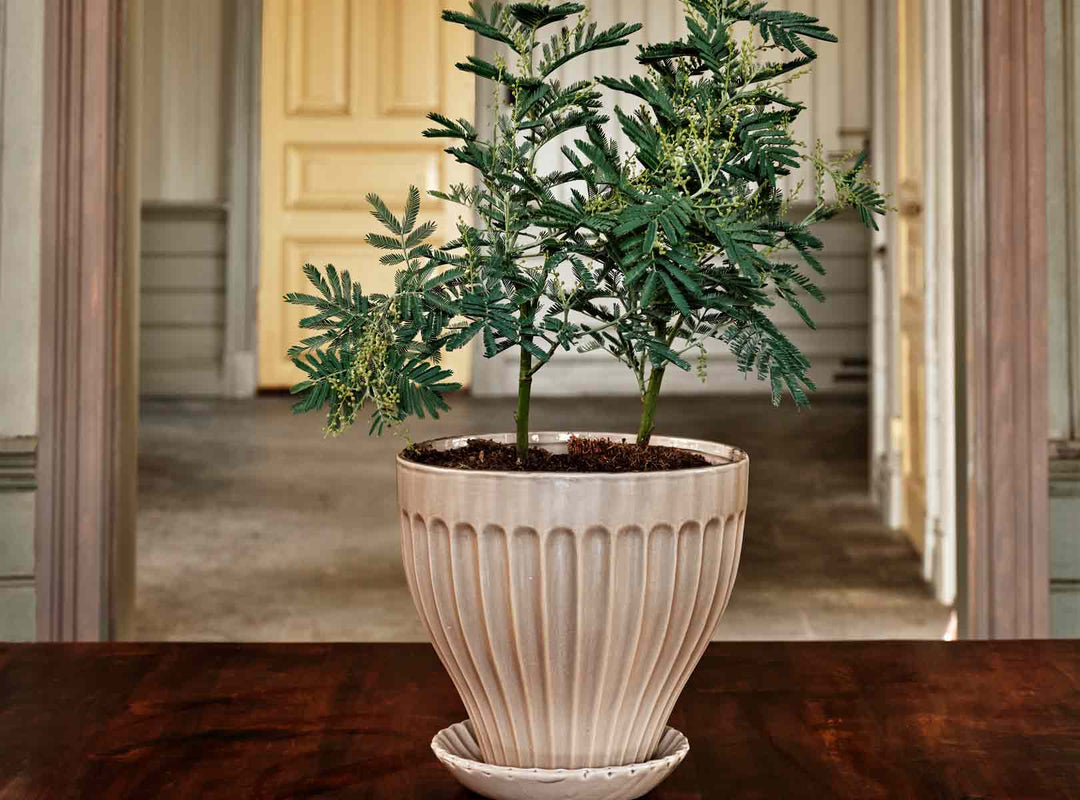 Eine kleine Marihuanapflanze im Topf steht auf einem Holztisch in einem großen Raum mit klassischen architektonischen Details.