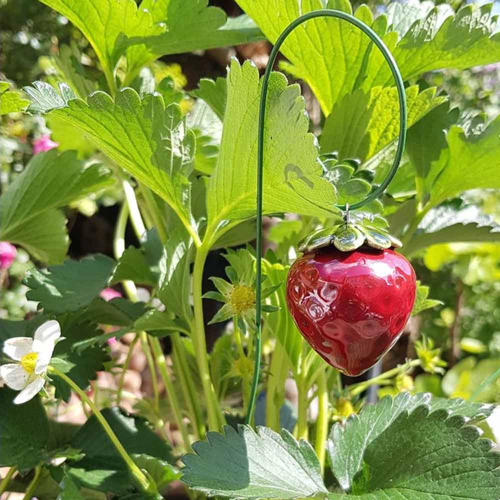 Ein glänzend roter Department-M-Gartenstecker Erdbeere aus Glas hängt an einer grünen Metallspirale zwischen üppigen Erdbeerpflanzenblättern und weißen Blüten.