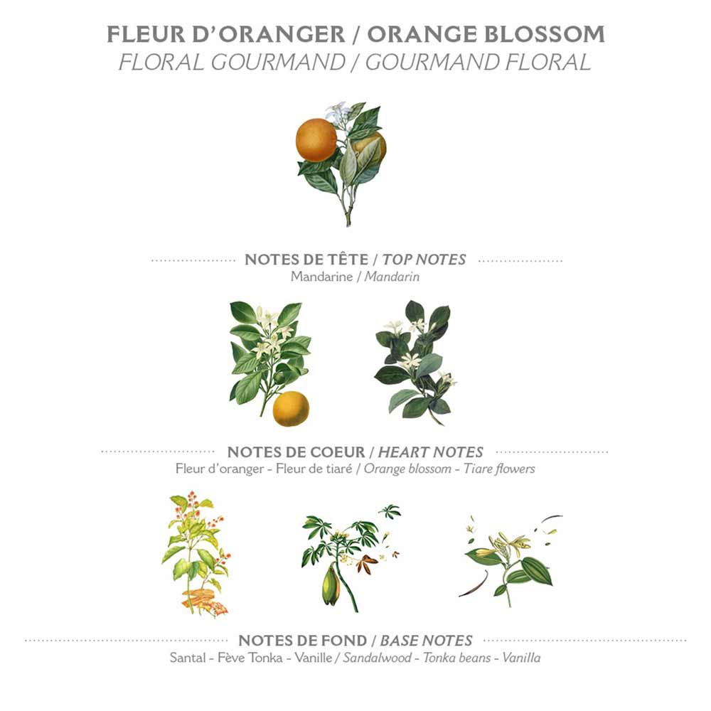 Aromatisches Profil von Panier des Sens – Handcreme Orangenblüte mit Kopf-, Herz- und Basisnoten aus Orangenblüten und anderen botanischen Elementen.