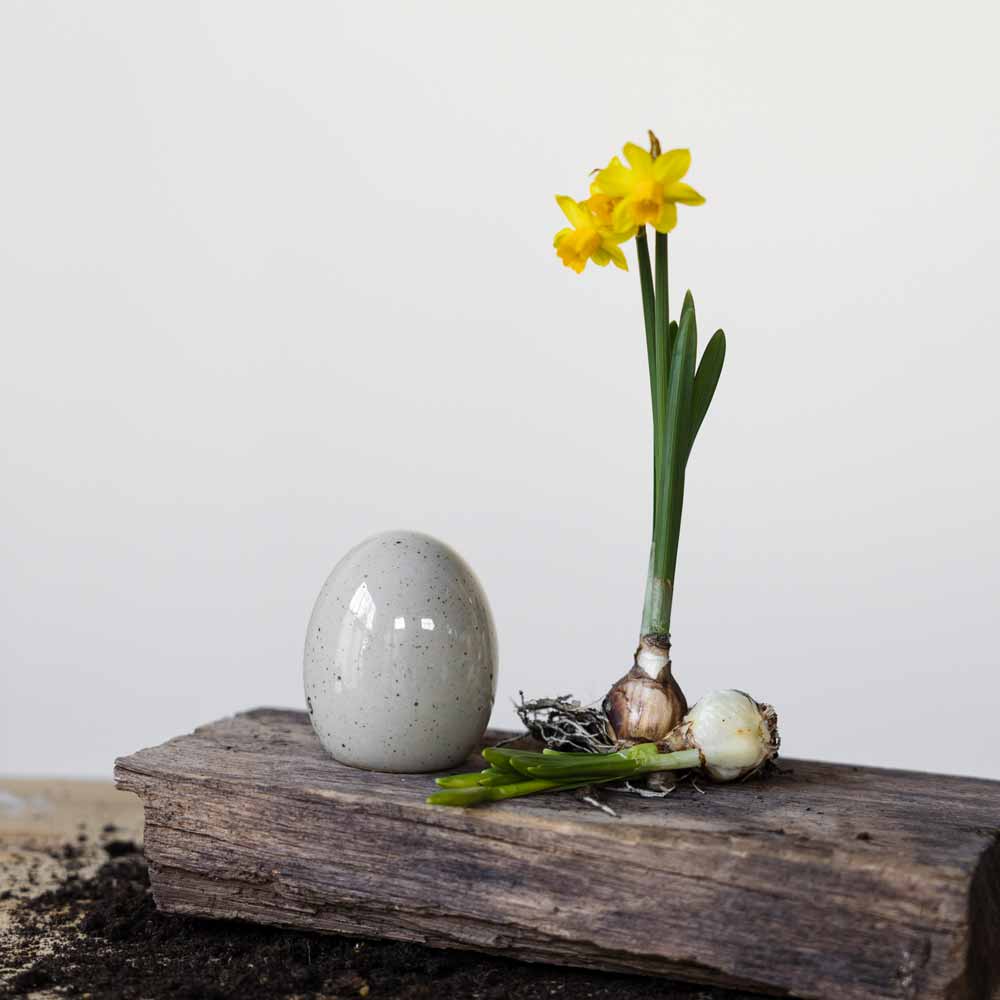 Eine einzelne Narzissenpflanze mit zwei Zwiebeln auf einer Holzoberfläche, neben einer Storefactory – Bjuv Ei Keramik und verstreuter Erde, die ein Frühlingsthema suggerieren.