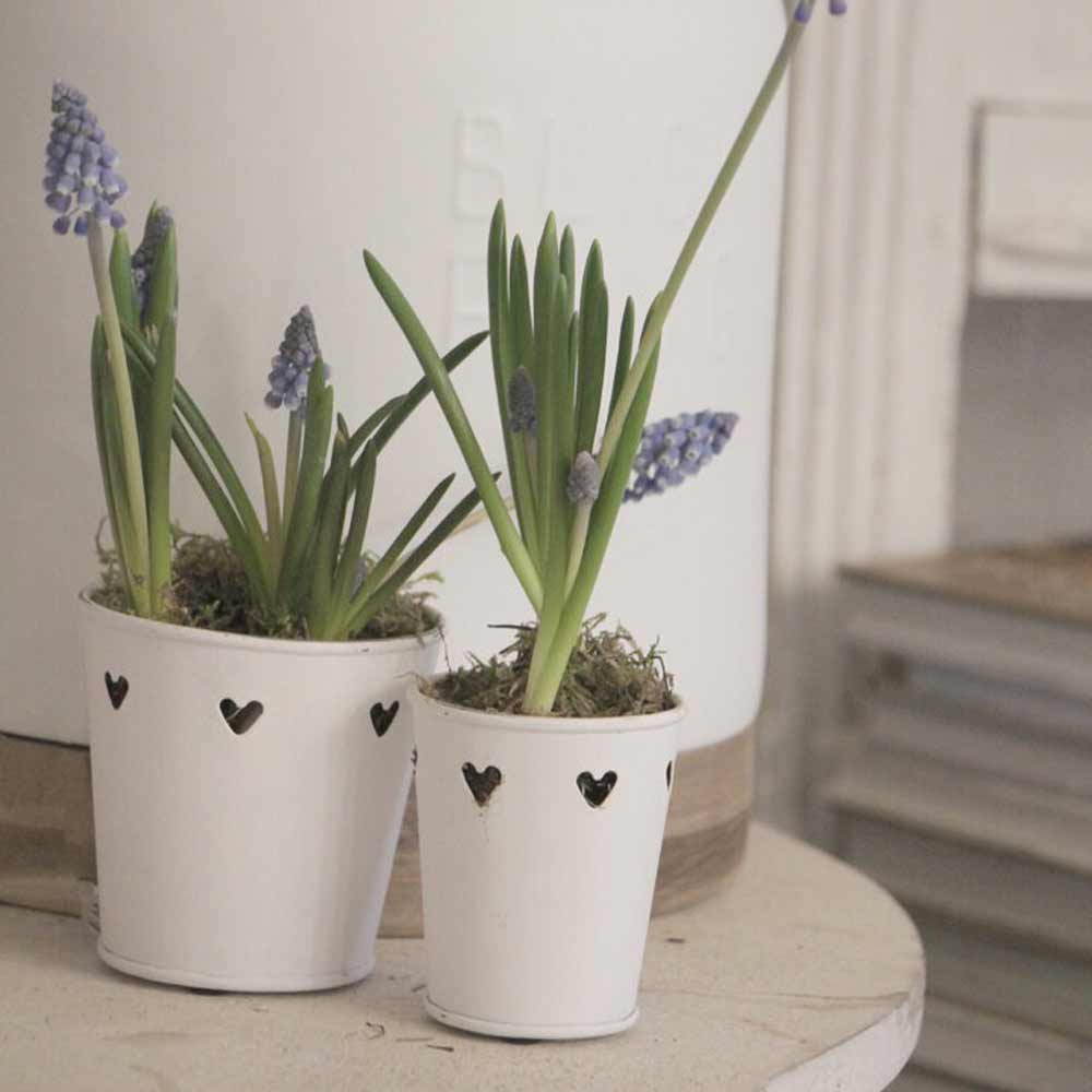 Das VL Home - Töpfchen mit Herzen für Teelichter 2er-Set besteht aus zwei kleinen weißen Töpfen mit herzförmigen Aussparungen, die jeweils grüne Pflanzen mit violetten Blüten enthalten und im Innenbereich auf einer hellen Oberfläche präsentiert werden.