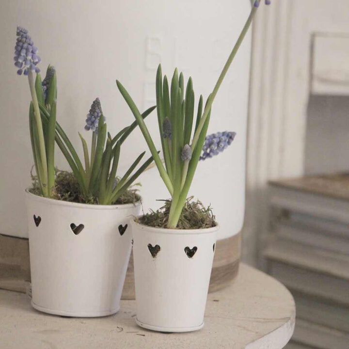 Das VL Home - Töpfchen mit Herzen für Teelichter 2er-Set besteht aus zwei kleinen weißen Töpfen mit herzförmigen Aussparungen, die jeweils grüne Pflanzen mit violetten Blüten enthalten und im Innenbereich auf einer hellen Oberfläche präsentiert werden.