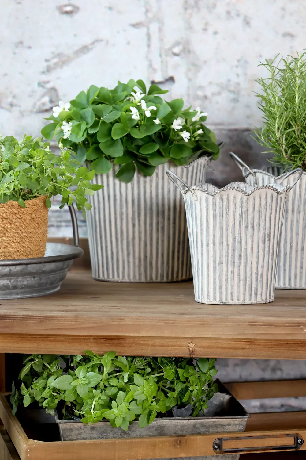 Chic Antique - Übertopf mit Rillen und Griffen Set von 3
