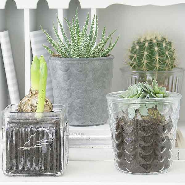 Sortiment von Krasilnikoff - Glasbecher für Kerzen und Deko auf einem Regal, darunter eine aufkeimende Blumenzwiebel, Kakteen und Sukkulenten.