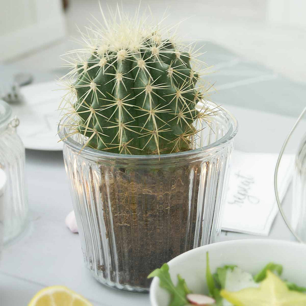 Eine Pflanze von Krasilnikoff - Glasbehälter Rillenoptik in einem Klarglastopf auf einem Esstisch mit einer Salatschüssel daneben.